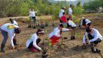 Women planting mangrove